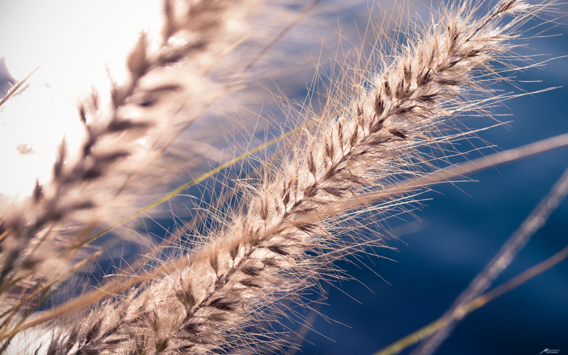 spikes samen rostenie