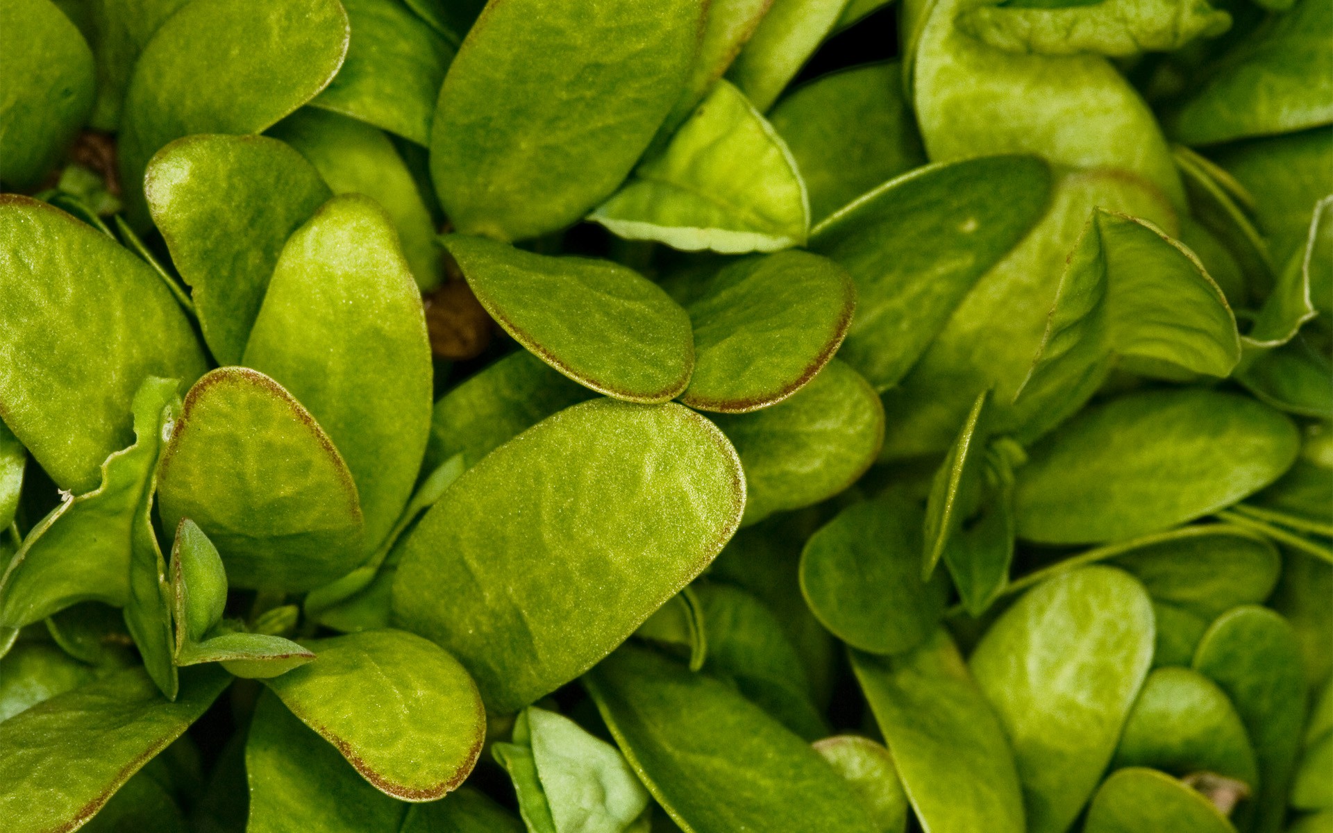 foglia verde erba macro