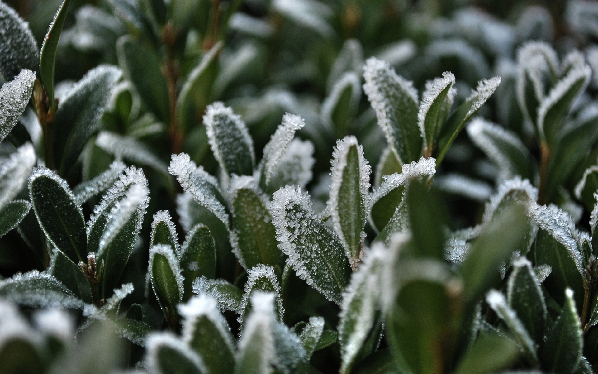 hierba nieve escarcha