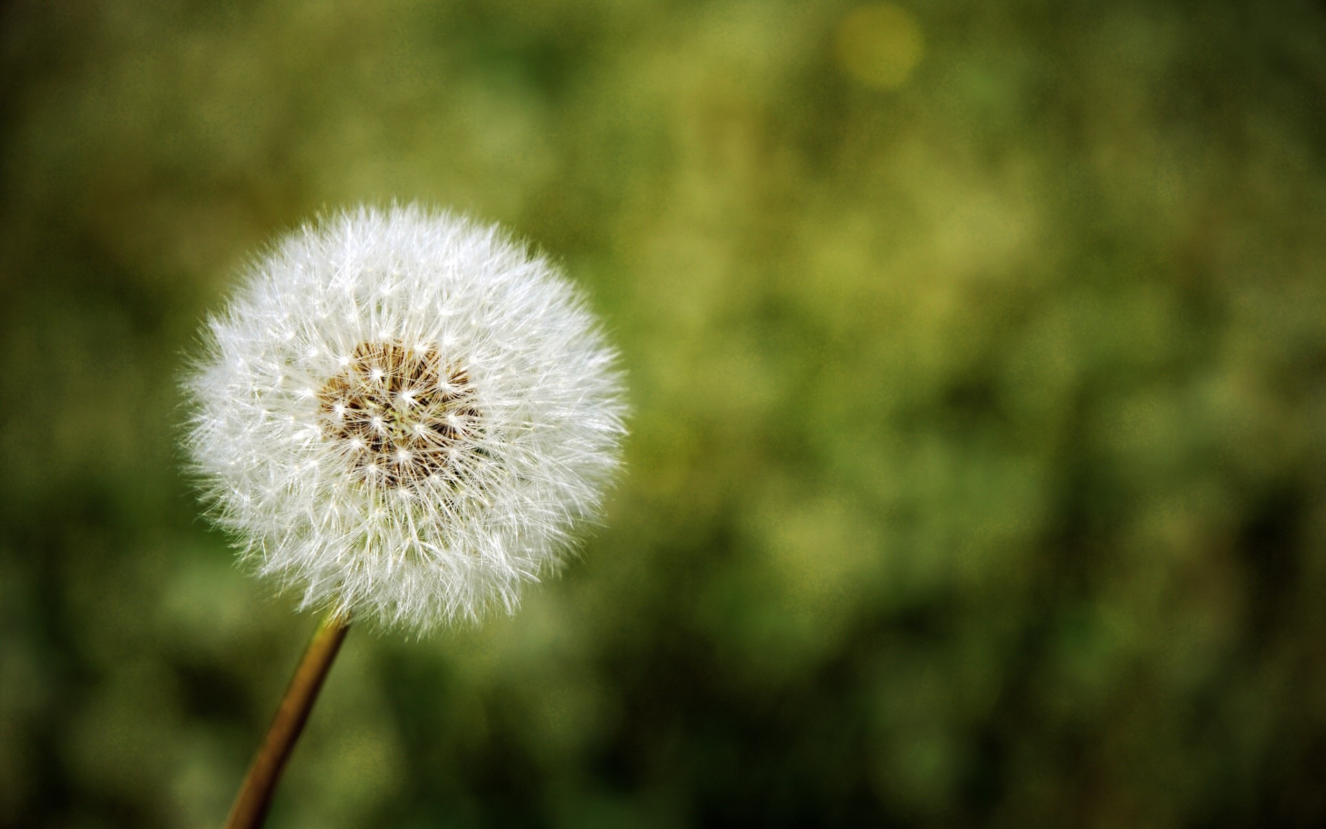 dente di leone natura fiore