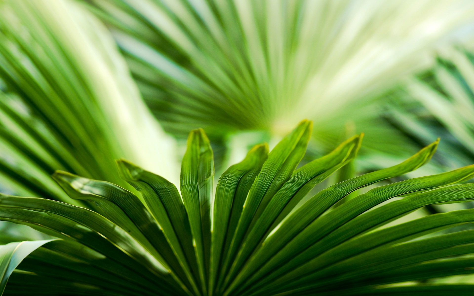 verdure feuilles plante