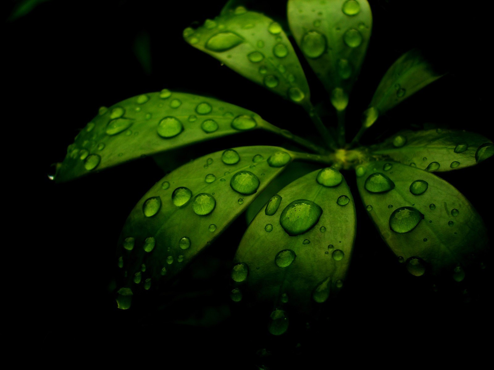 nero verde foglia