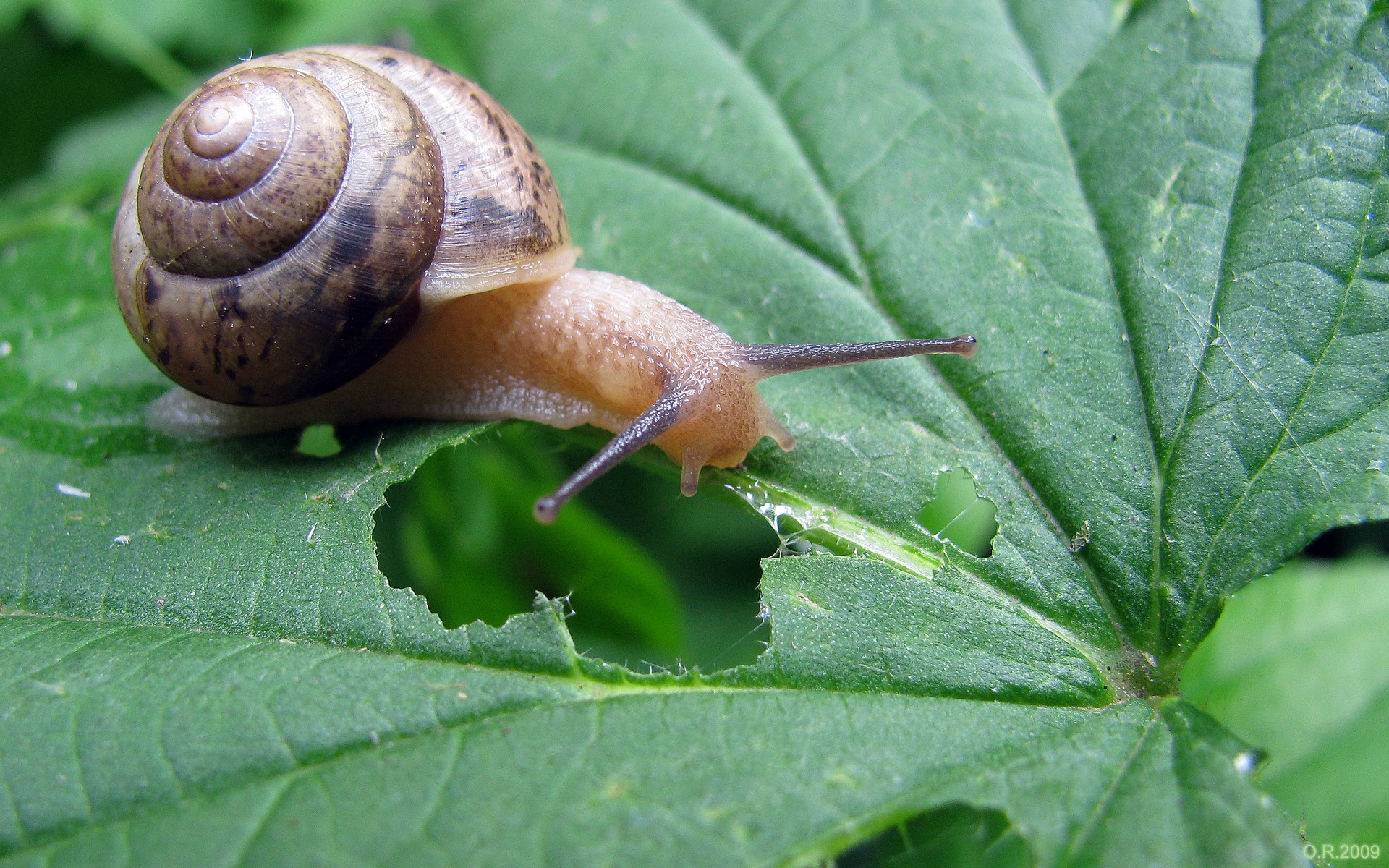 ślimak liść natura zieleń trawa