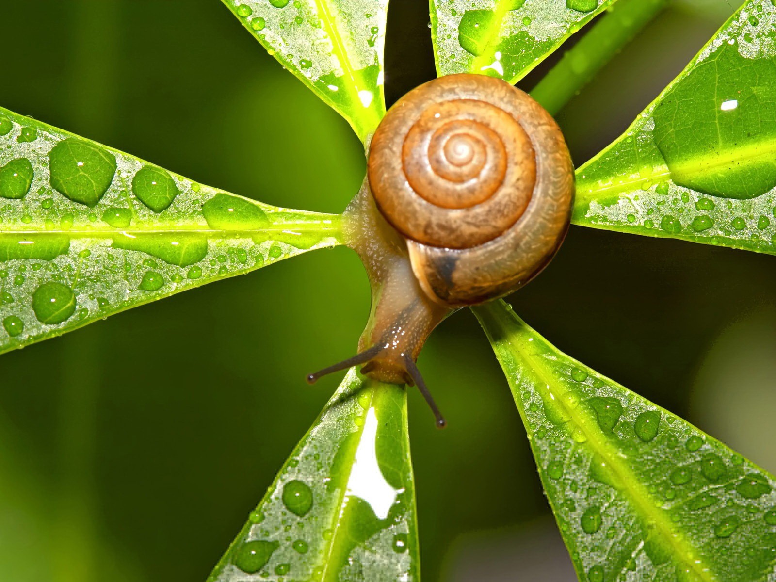 schnecke blatt tropfen