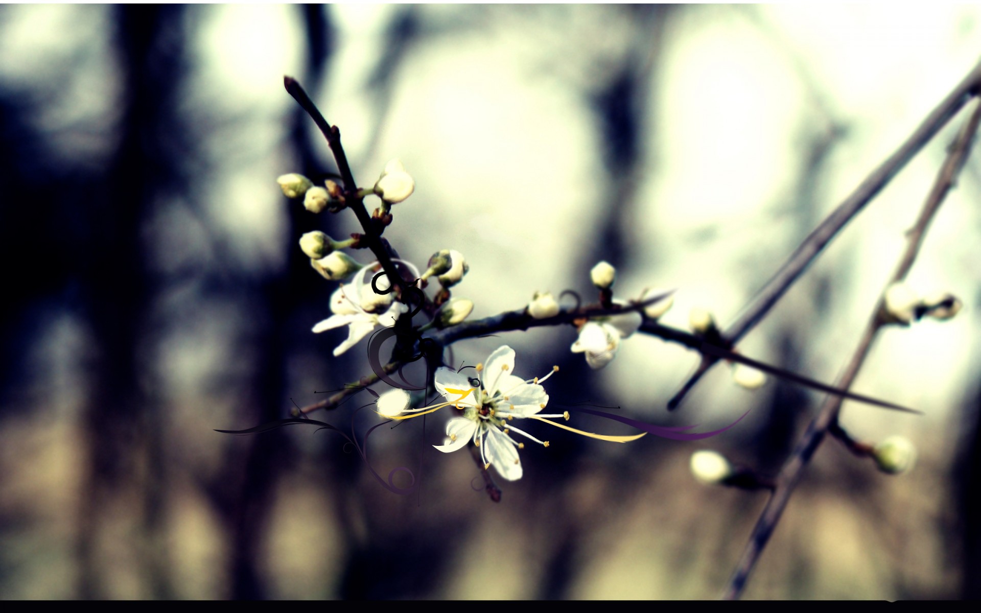 ramo fioritura ciliegia foresta linee