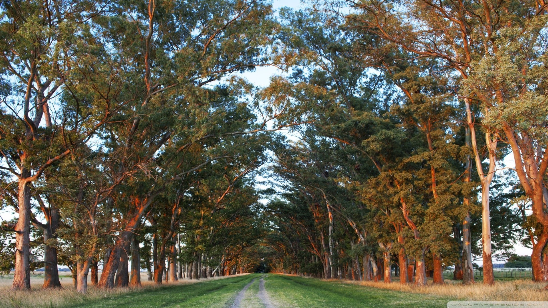 lever du soleil chemin route nature palmiers argentine