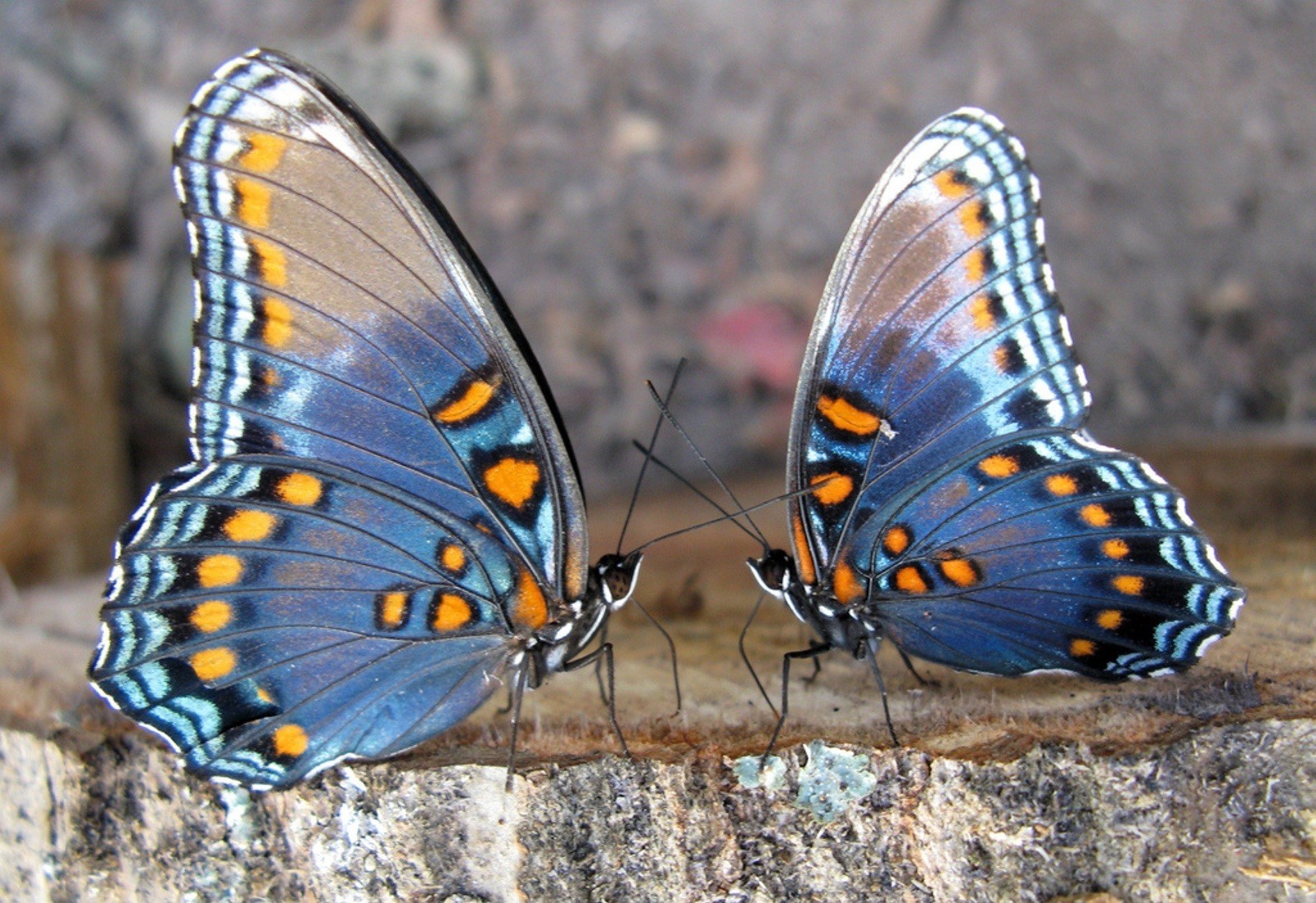 the pair butterfly stone