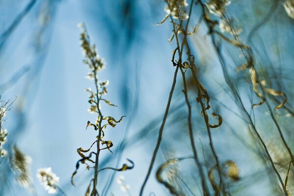 The grass stems stretch upwards