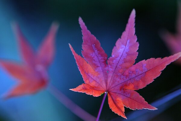 Large red hemp leaf