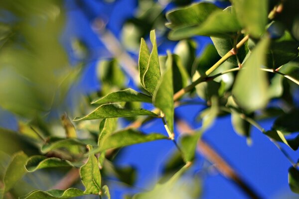 Leaves on branches on a blurry background