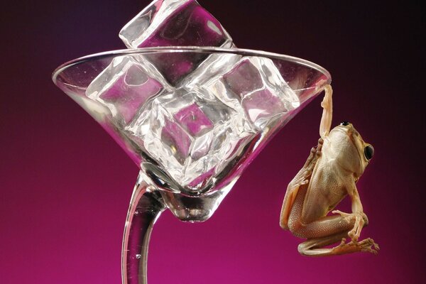 Grenouille tenant un verre de glace