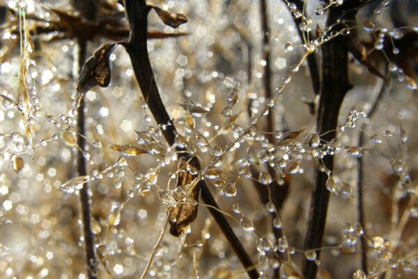 Morning dew drops on plants