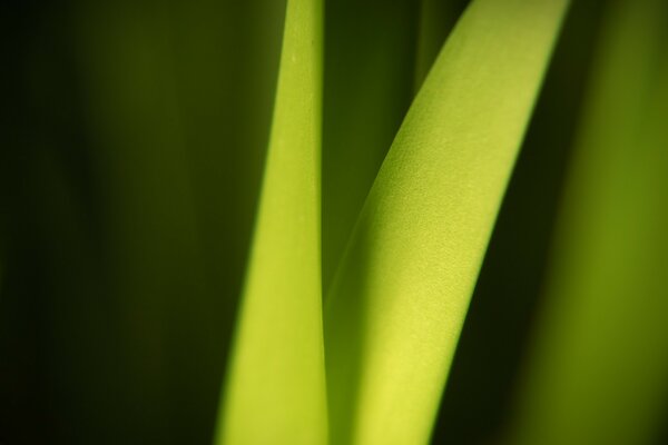 Desktop background plant leaf