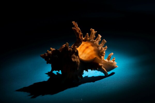 Необычная морская раковина на синем фоне