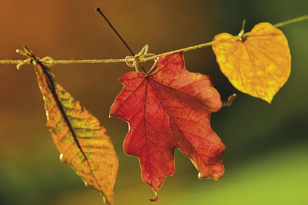Hojas de otoño en una cuerda
