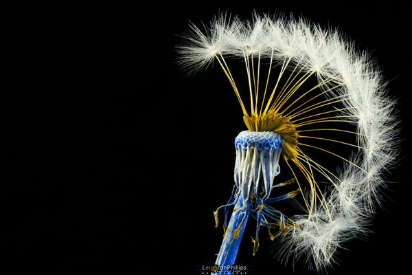 Dandelion with a blue stem in the shape of an erokez