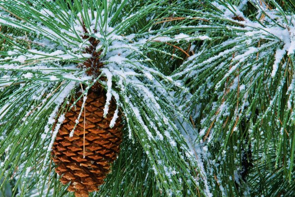 The cone is hanging on a snowy branch