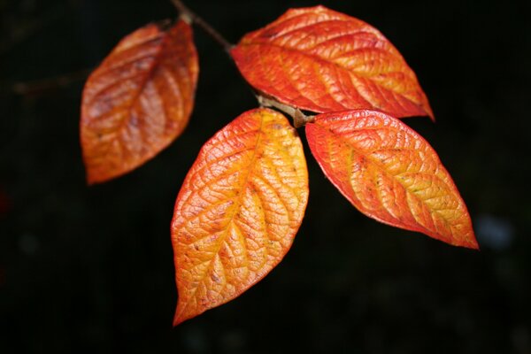 Hojas carmesí de un día de otoño