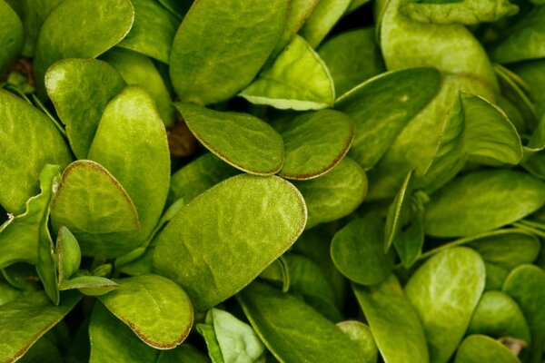 Graines de micro-verdure pour la culture en intérieur