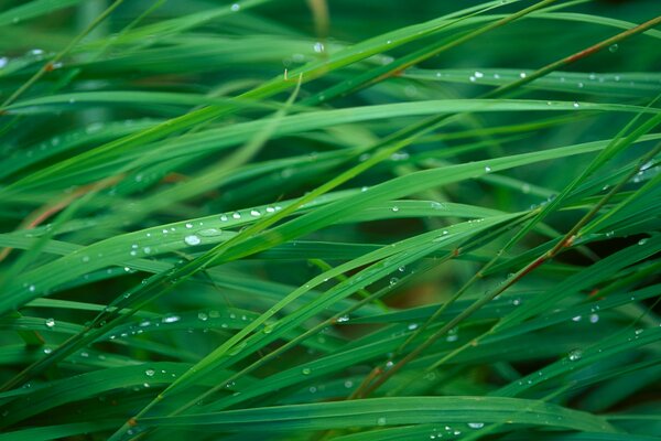 Hay muchas gotas de rocío en la hierba verde