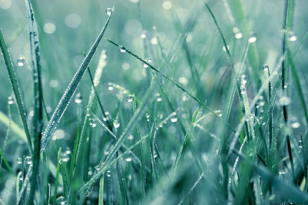 Dew drops on the green grass