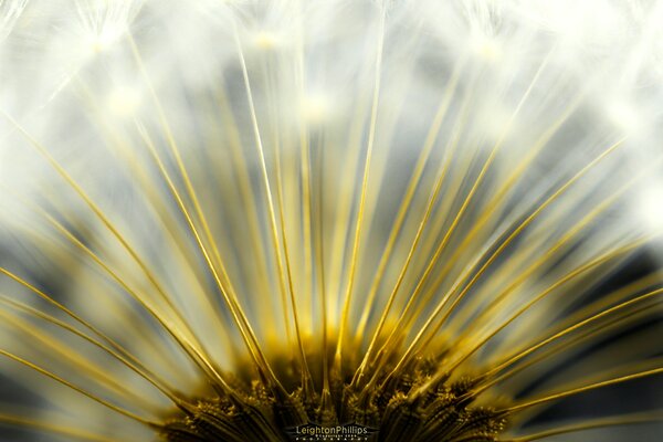 Diente de León macro en detalle