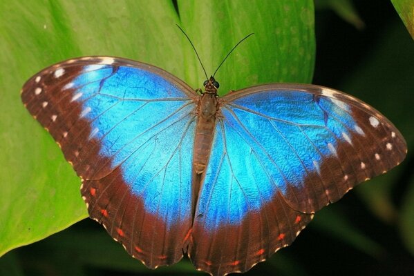 Синяя бабочка на зеленом листе