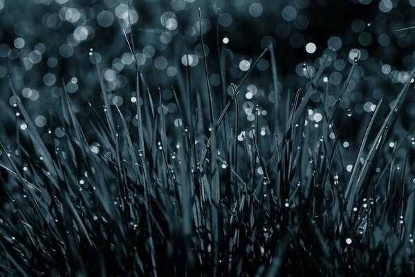 Rosée du matin sur les brins d herbe en macro