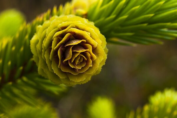 A cone on a green branch with needles