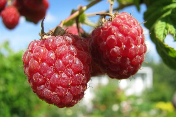 Les framboises pendent sur une branche