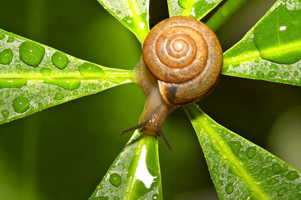 Schnecke auf hellgrünem Blatt