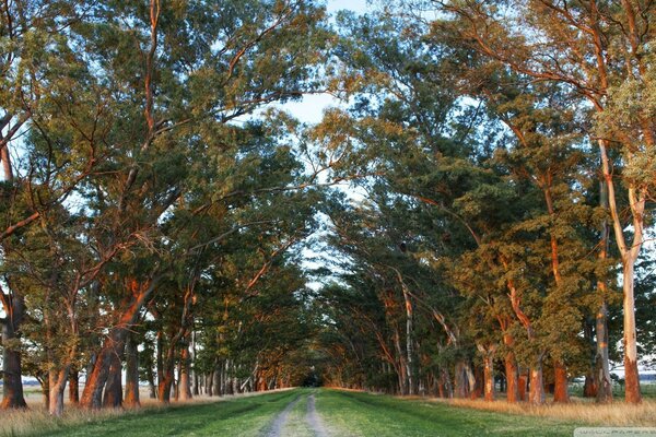 Vista della strada rurale con alberi ai lati