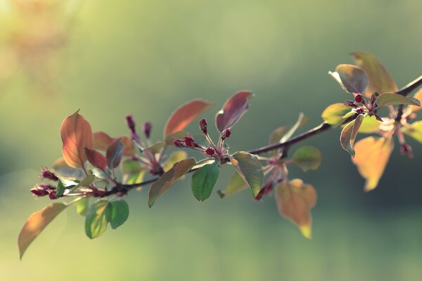 Tender apple buds in spring