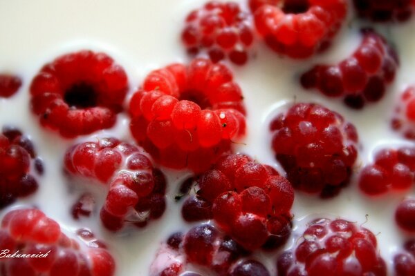 Macro fotografía de frambuesas flotando en leche