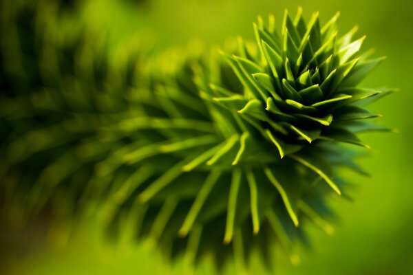 Hermosa planta verde con hojas elásticas