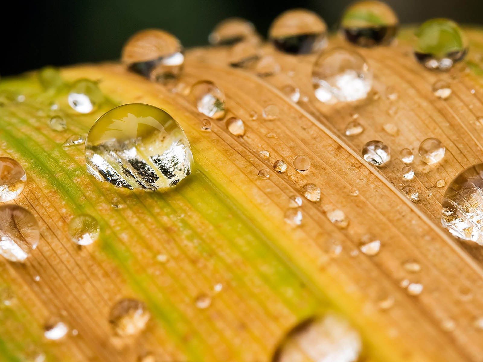 gota hoja raza macro