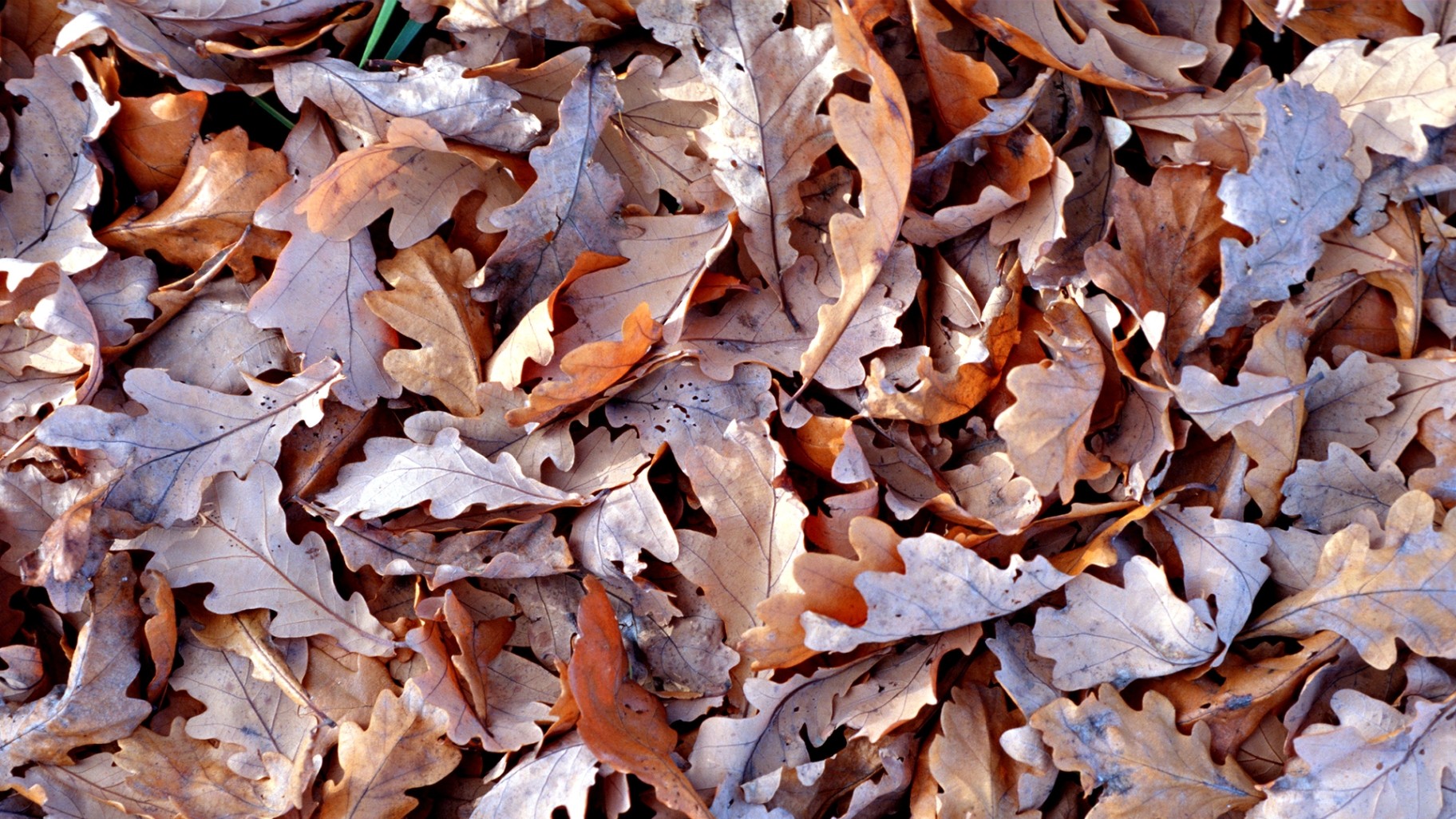 leaves dry autumn brown wallpaper photo image