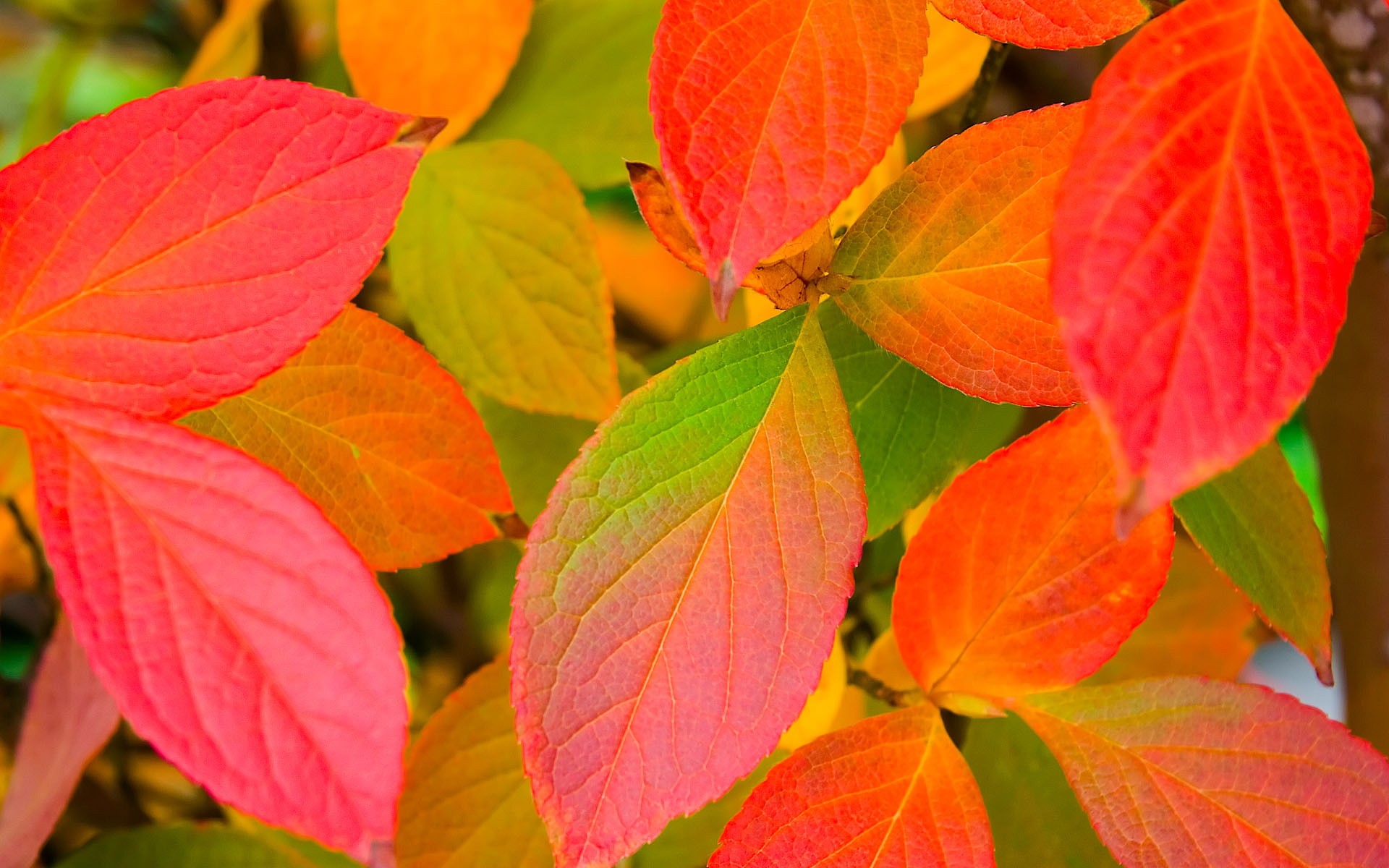 autumn leaves flower