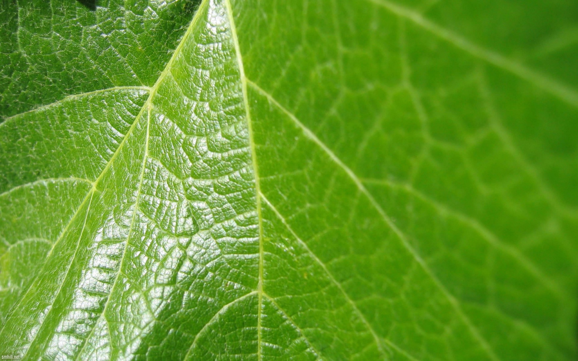 verde hoja macro