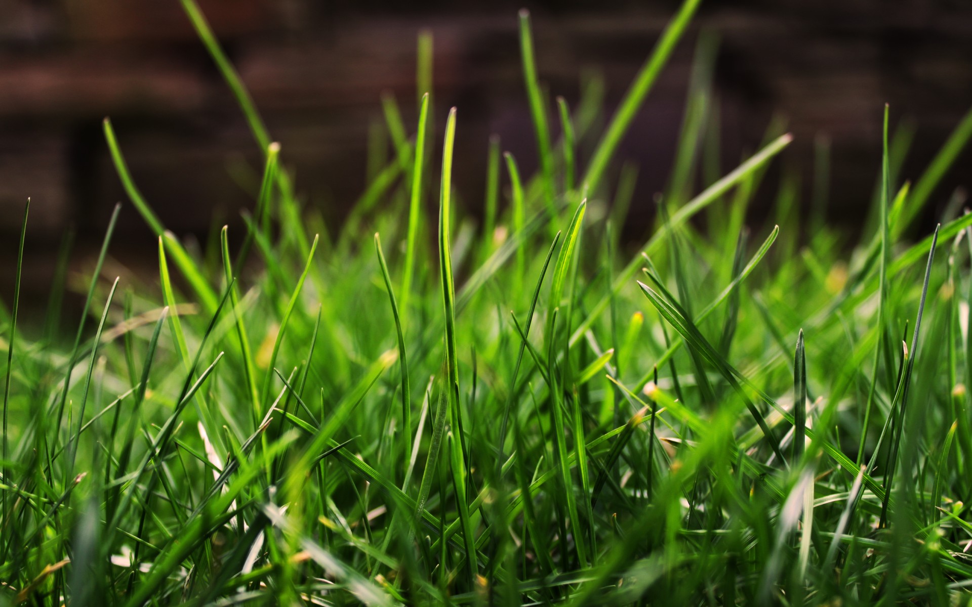 grass green close up