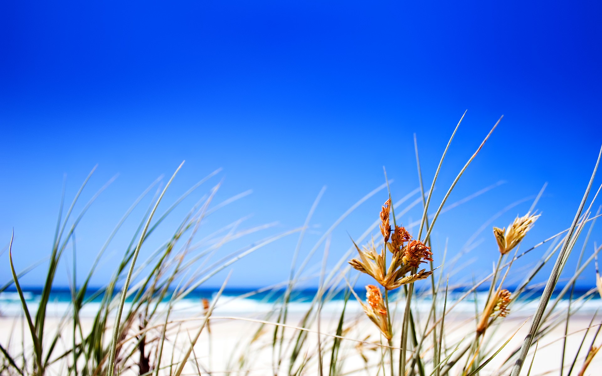 beach grass horizon