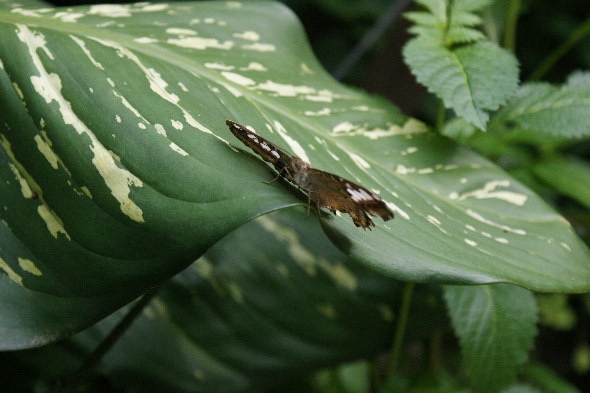 papillon feuille nature