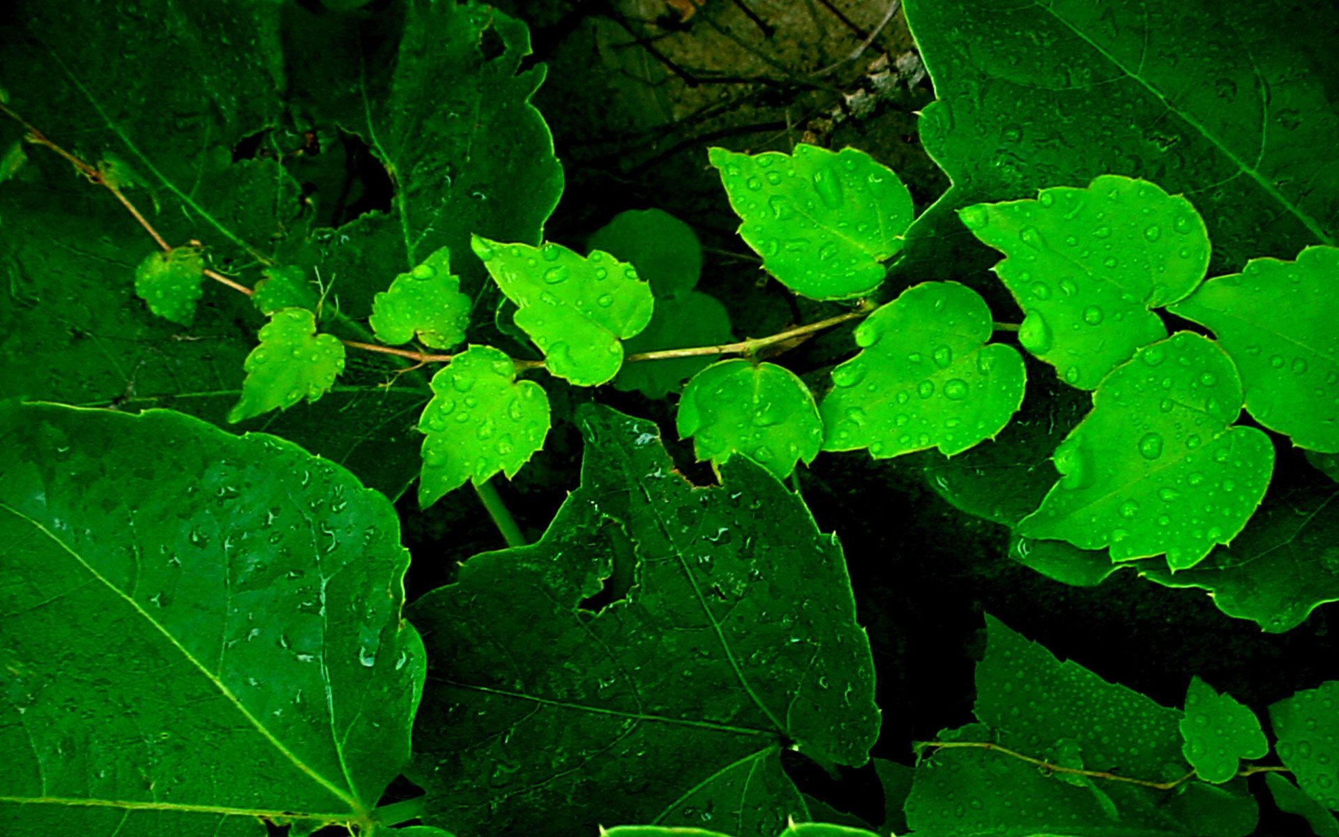 macro verde fogliame