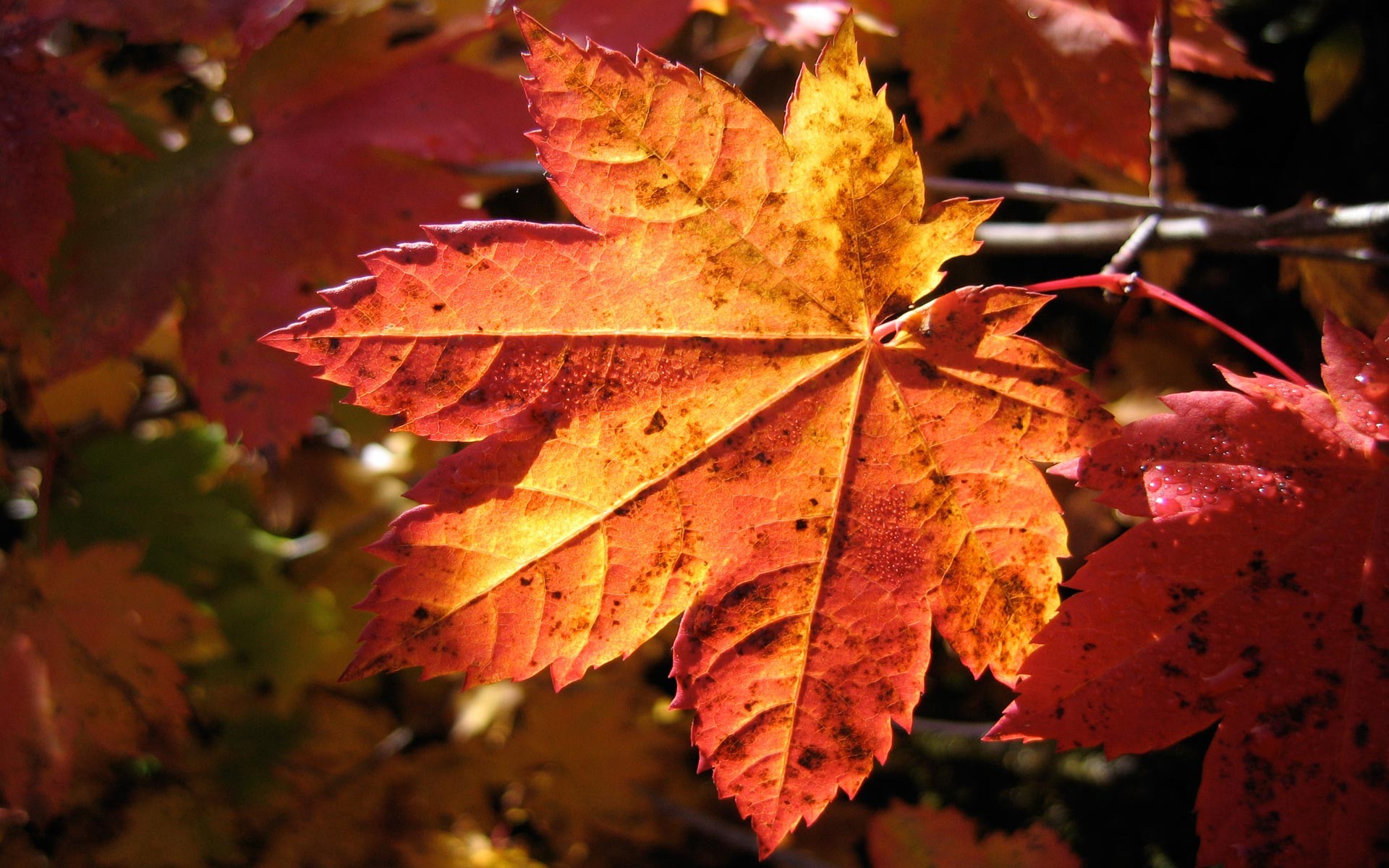 feuille gros plan automne