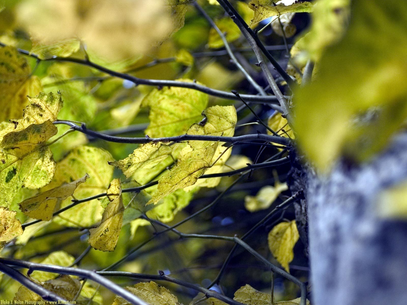 verde árbol verano