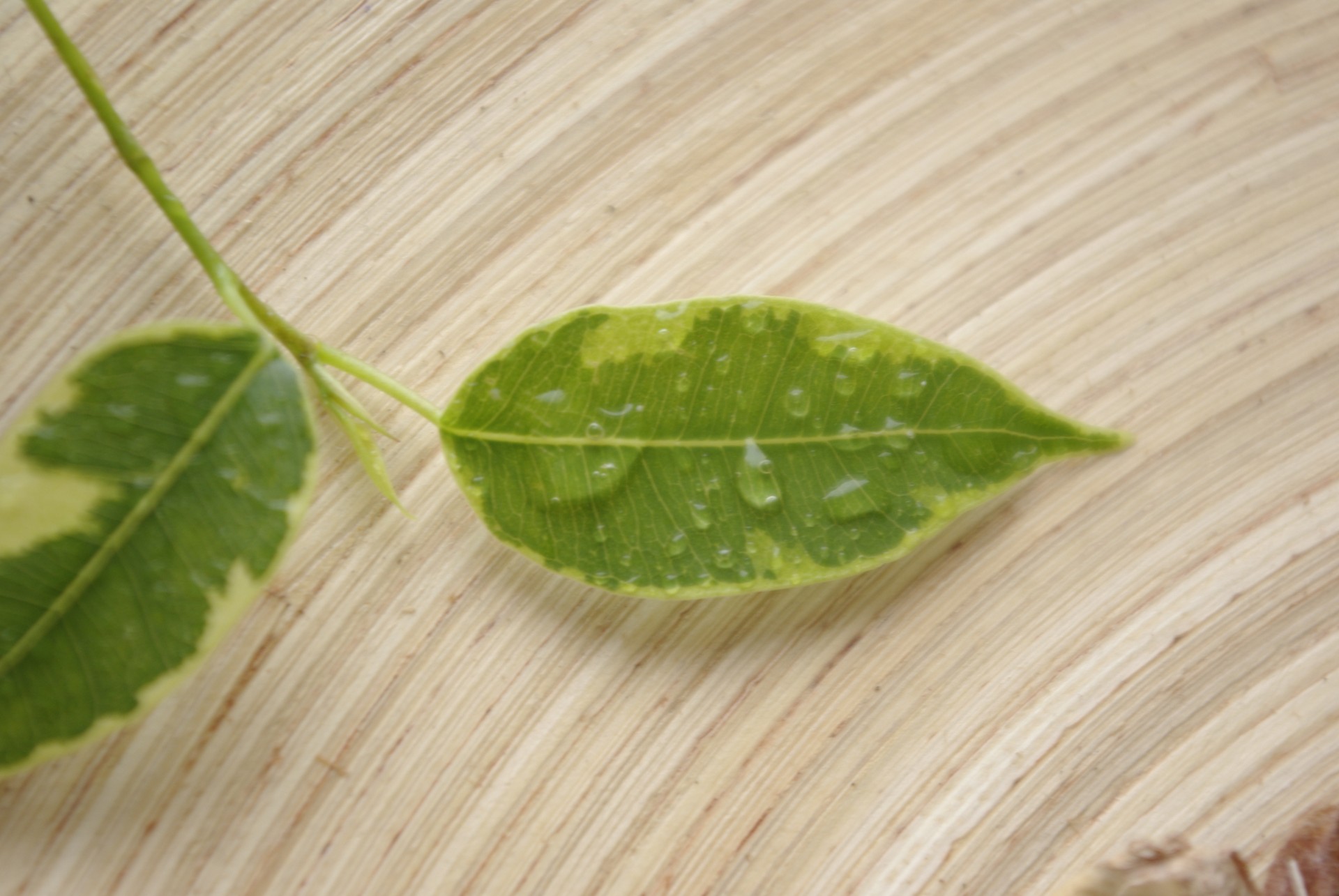 hoja macro gotas