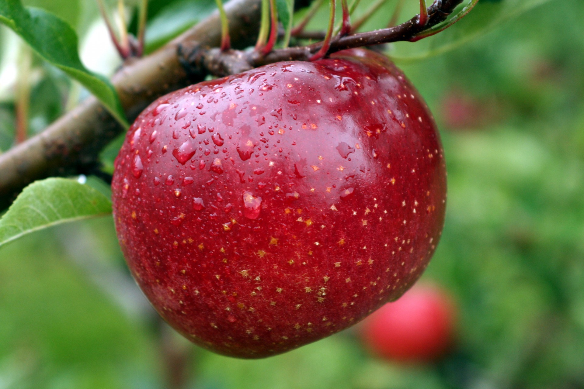 juteux mûr rouge pomme dans le jardin