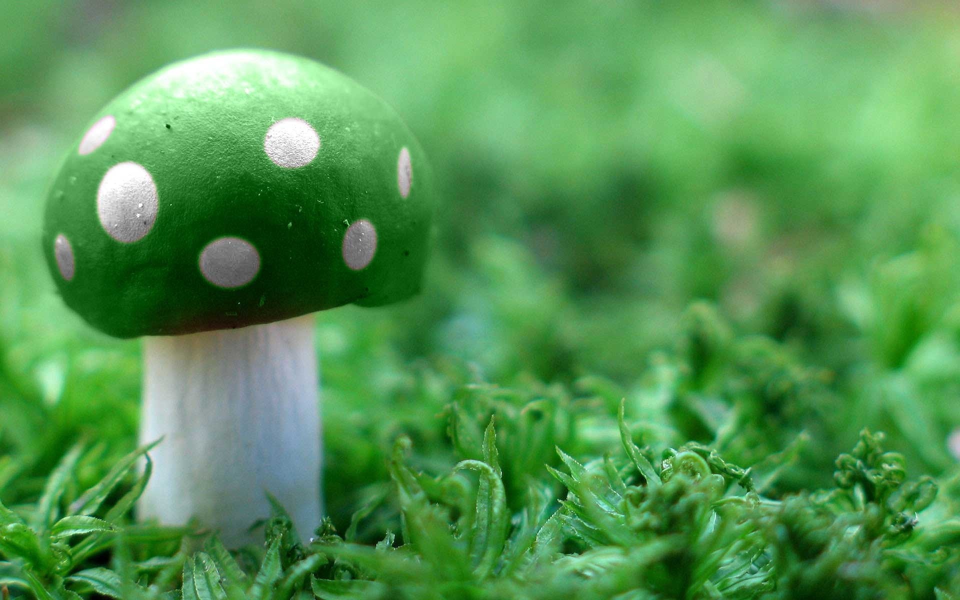 champignon agaric vert