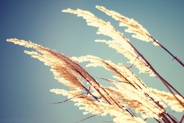 Macroimage of spikelets in sunlight against the sky