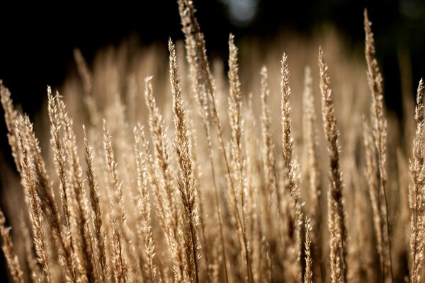 Grass on a blurry background. Macro photography